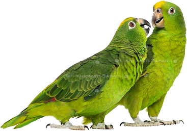 any type of question related hajj and umrah booking contact khidmati safar